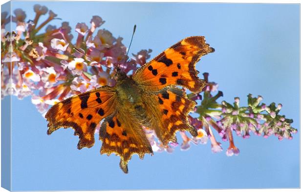Comma Butterfly on Buddleia Canvas Print by Colin Tracy