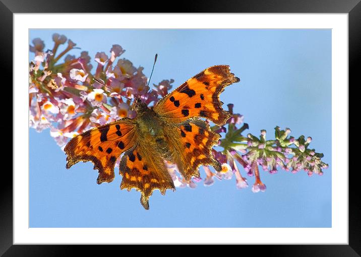 Comma Butterfly on Buddleia Framed Mounted Print by Colin Tracy