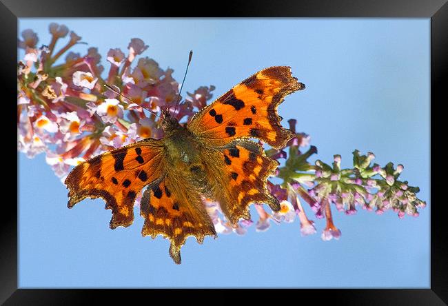 Comma Butterfly on Buddleia Framed Print by Colin Tracy