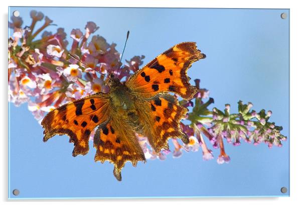 Comma Butterfly on Buddleia Acrylic by Colin Tracy