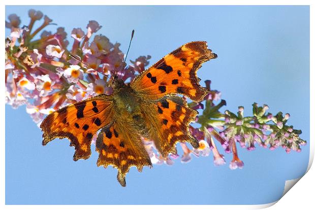 Comma Butterfly on Buddleia Print by Colin Tracy