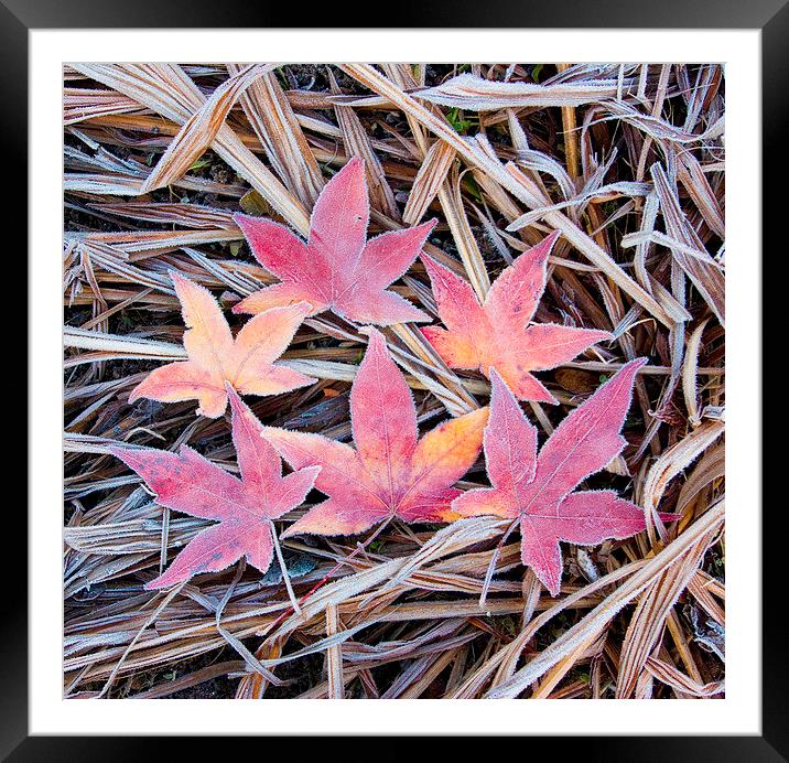 Frosty Acer Leaves Framed Mounted Print by Colin Tracy