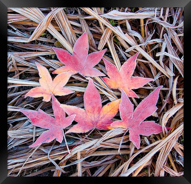Frosty Acer Leaves Framed Print by Colin Tracy