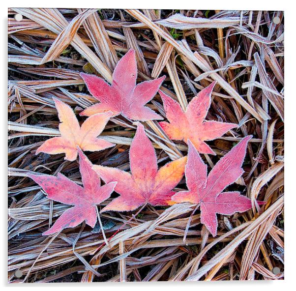 Frosty Acer Leaves Acrylic by Colin Tracy