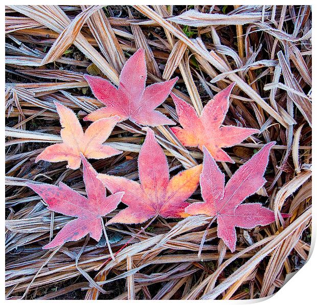 Frosty Acer Leaves Print by Colin Tracy