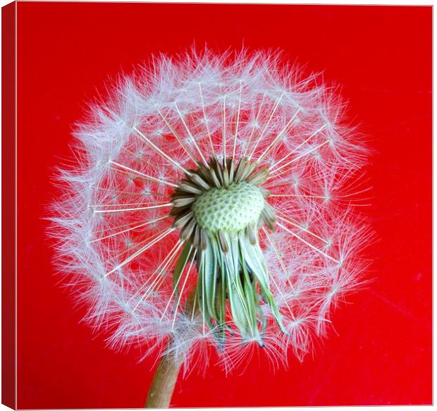 Dandelion Seedhead on red background Canvas Print by Colin Tracy