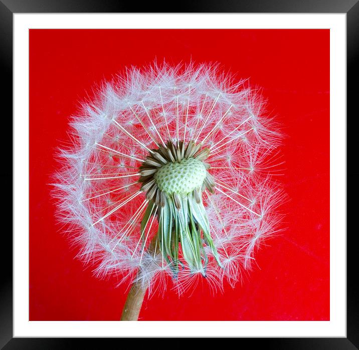 Dandelion Seedhead on red background Framed Mounted Print by Colin Tracy