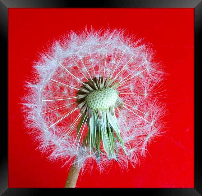 Dandelion Seedhead on red background Framed Print by Colin Tracy