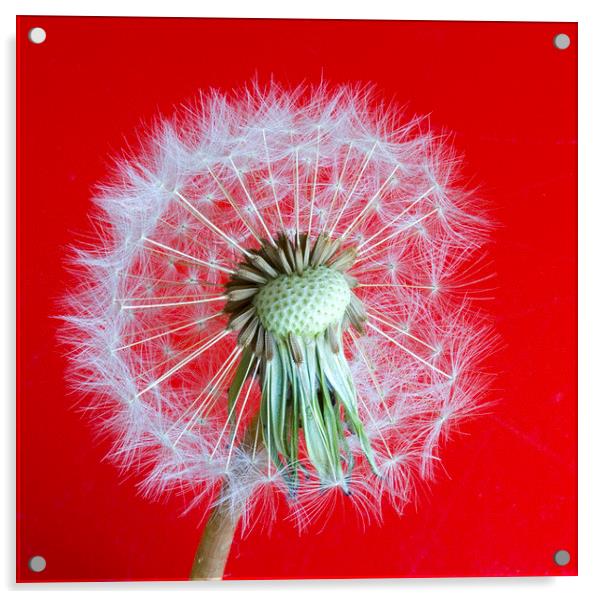 Dandelion Seedhead on red background Acrylic by Colin Tracy