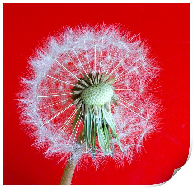 Dandelion Seedhead on red background Print by Colin Tracy