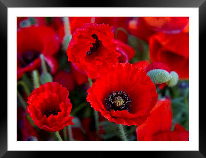 Poppies near Poundbury, Dorchester, Dorset, UK Framed Mounted Print by Colin Tracy