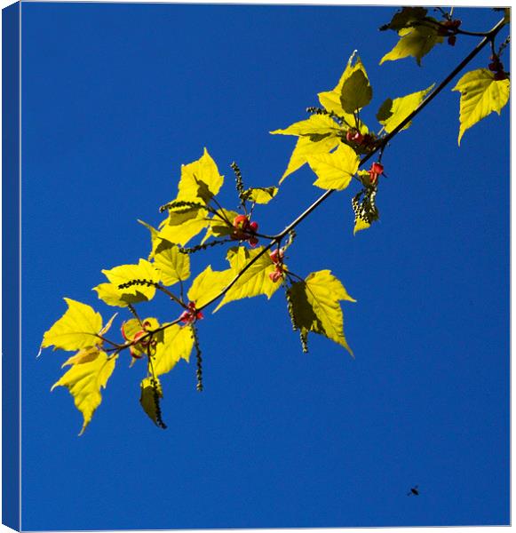 Leaves and Bee Canvas Print by Colin Tracy