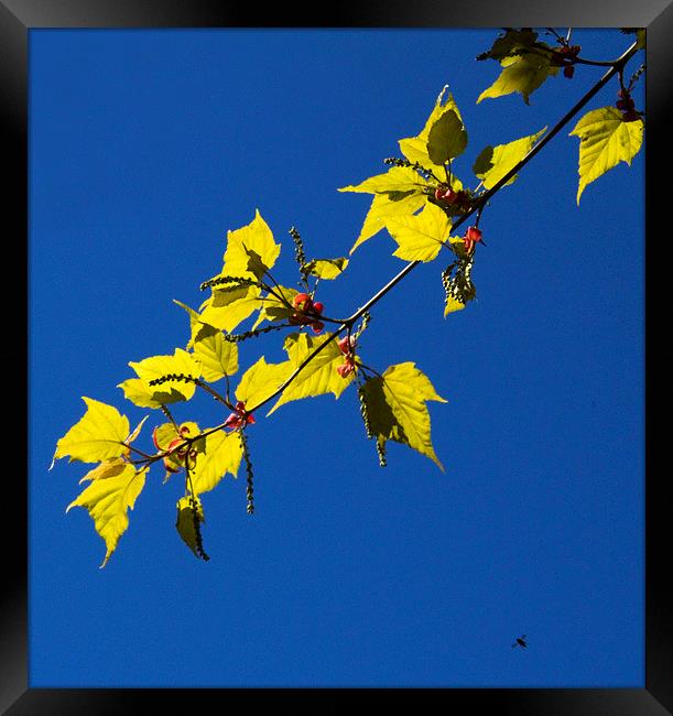 Leaves and Bee Framed Print by Colin Tracy