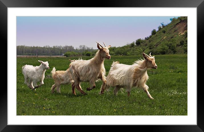 Jogging goats Framed Mounted Print by Paul Piciu-Horvat