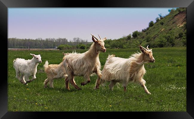 Jogging goats Framed Print by Paul Piciu-Horvat