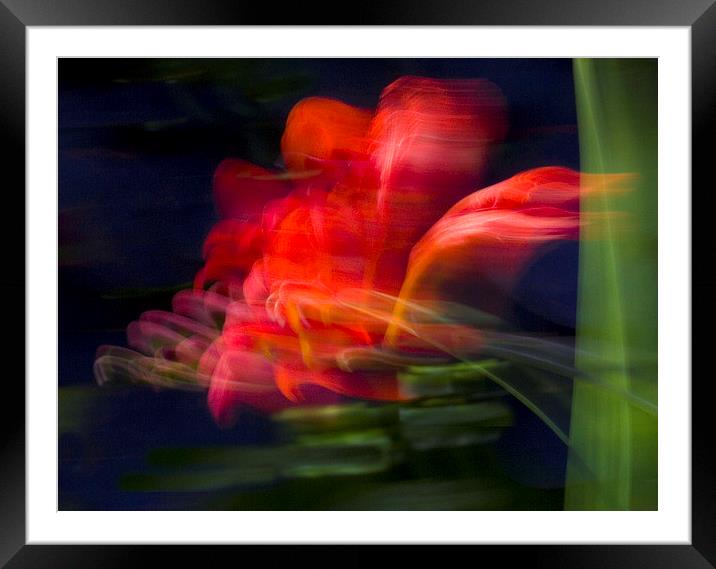 Wind-Blown Crocosmia Framed Mounted Print by Colin Tracy