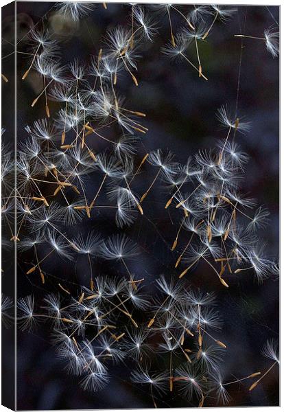 Dandelion Seeds Canvas Print by Colin Tracy