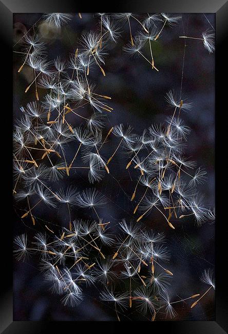Dandelion Seeds Framed Print by Colin Tracy