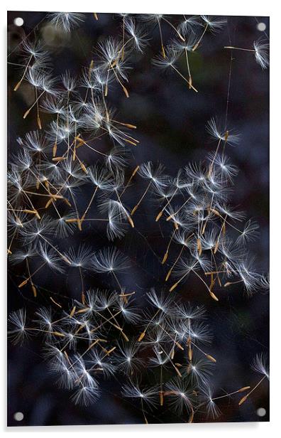 Dandelion Seeds Acrylic by Colin Tracy