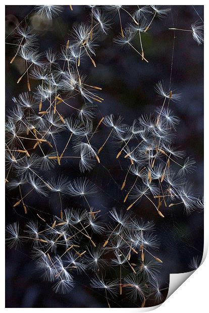 Dandelion Seeds Print by Colin Tracy