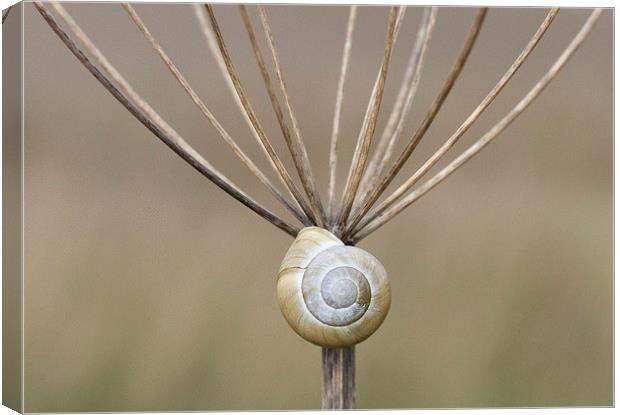Snail and Stalk II Canvas Print by Colin Tracy