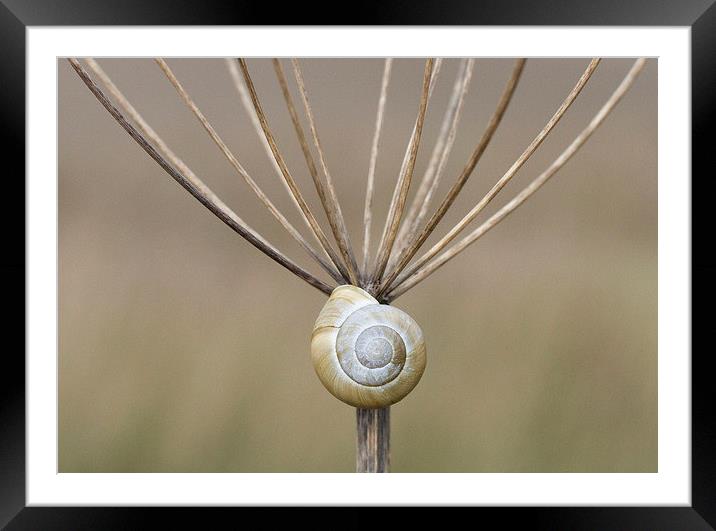Snail and Stalk II Framed Mounted Print by Colin Tracy