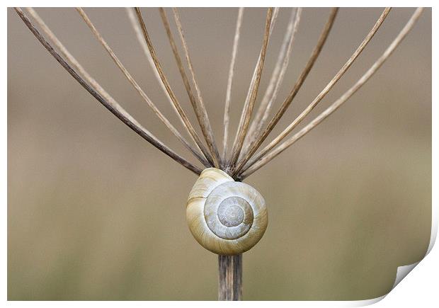 Snail and Stalk II Print by Colin Tracy
