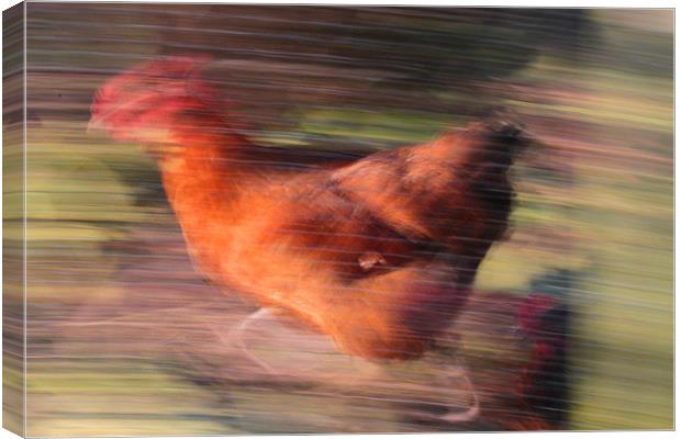 Marigold - The Fastest Chicken in The West! Canvas Print by Colin Tracy