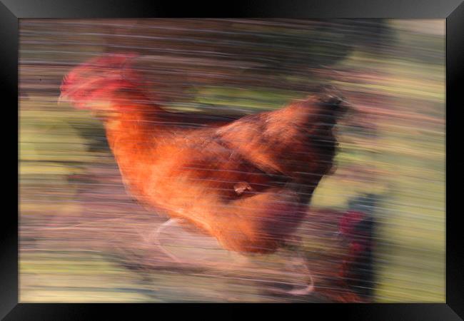 Marigold - The Fastest Chicken in The West! Framed Print by Colin Tracy