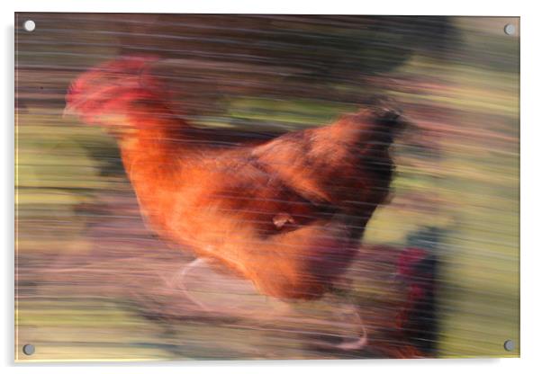 Marigold - The Fastest Chicken in The West! Acrylic by Colin Tracy
