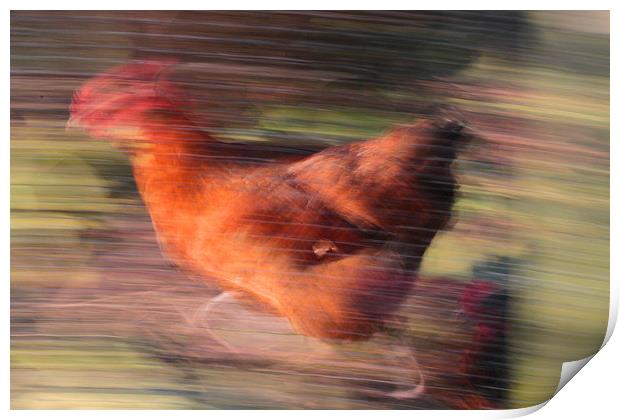 Marigold - The Fastest Chicken in The West! Print by Colin Tracy