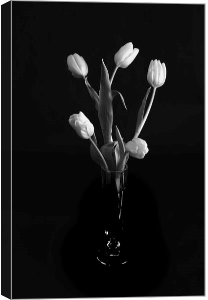Tulips Canvas Print by Paul Want