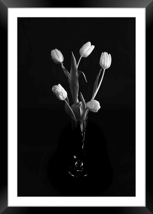 Tulips Framed Mounted Print by Paul Want