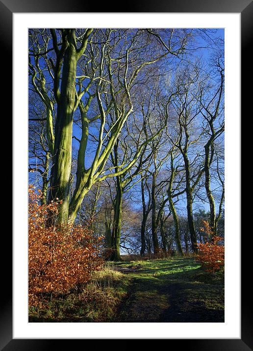 Longshaw Woods Framed Mounted Print by Darren Galpin