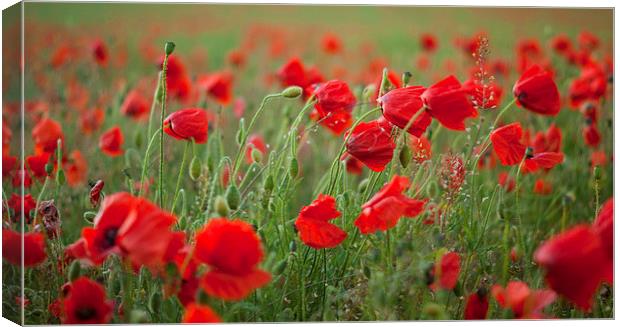 Poppies blowing in the wind Canvas Print by Scott  Hughes