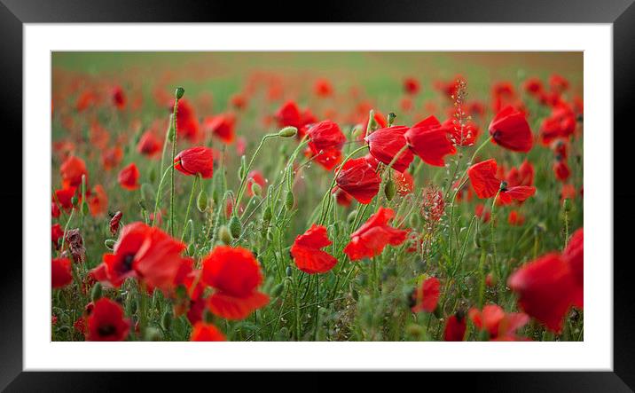 Poppies blowing in the wind Framed Mounted Print by Scott  Hughes