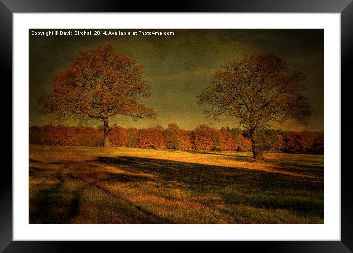 Textured Twin Oaks Framed Mounted Print by David Birchall