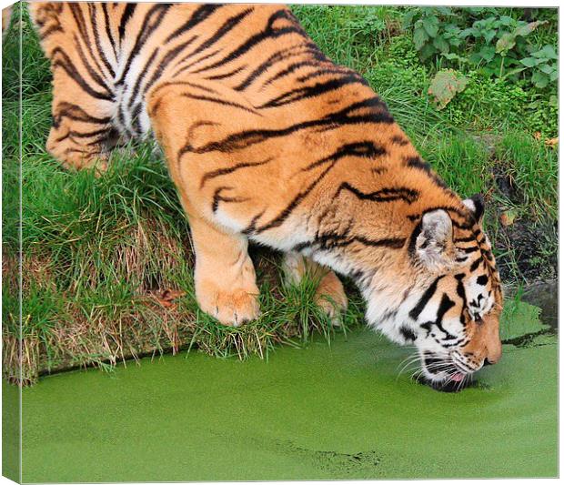 Thirsty Tiger Canvas Print by Gail Porthouse
