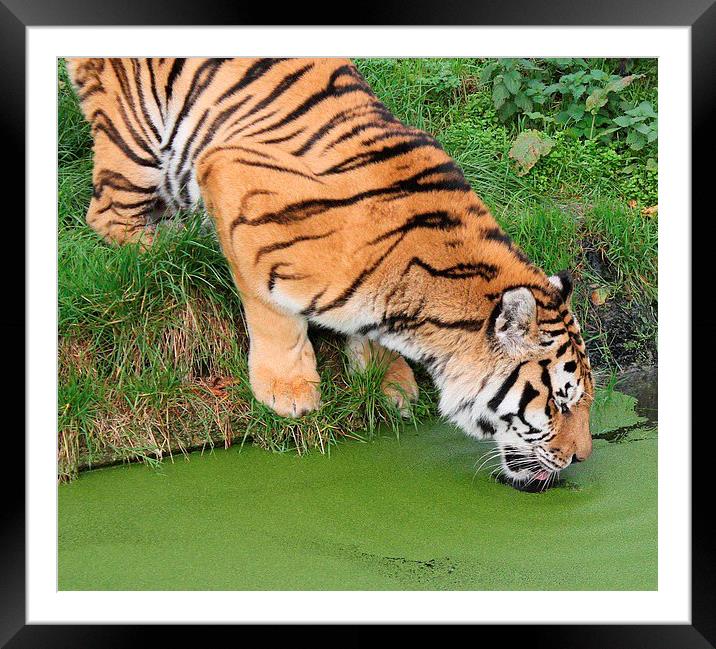 Thirsty Tiger Framed Mounted Print by Gail Porthouse