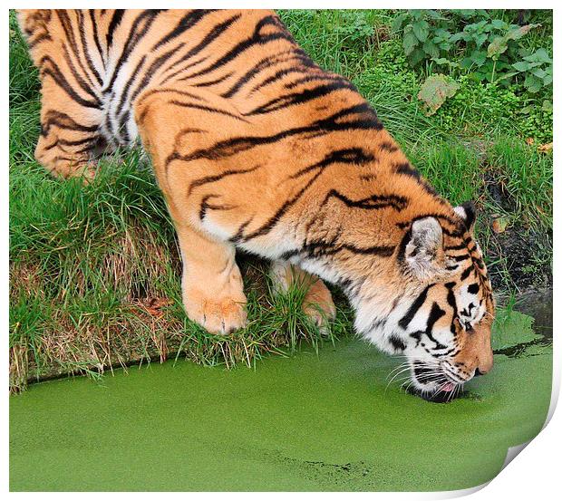 Thirsty Tiger Print by Gail Porthouse