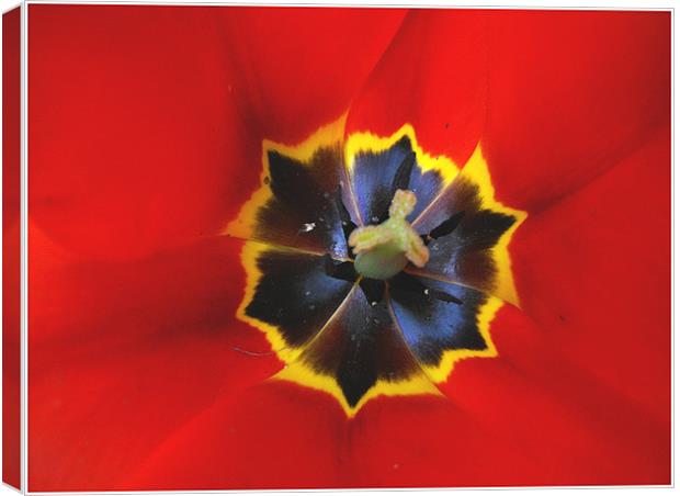 Tulip Macro  Canvas Print by Erzsebet Bak