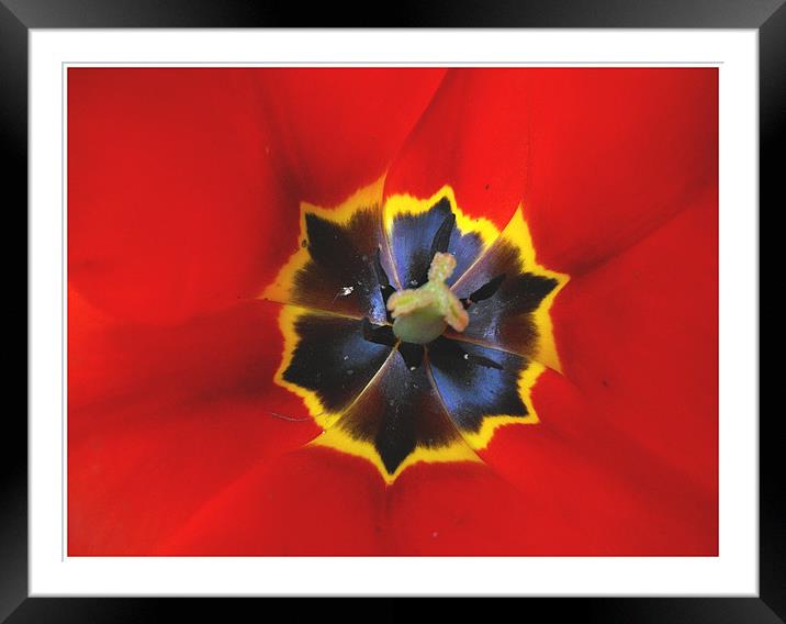 Tulip Macro  Framed Mounted Print by Erzsebet Bak