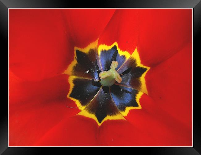 Tulip Macro  Framed Print by Erzsebet Bak