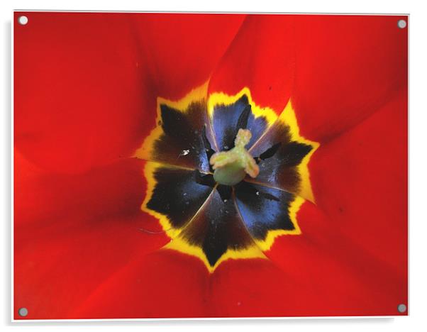 Tulip Macro  Acrylic by Erzsebet Bak