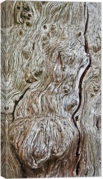 Yew Bark Canvas Print by Geoff Storey