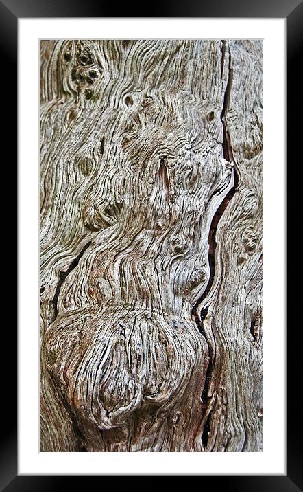 Yew Bark Framed Mounted Print by Geoff Storey