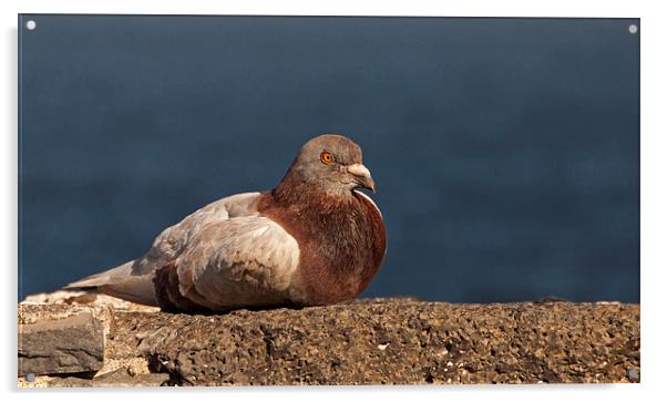 Laurel Pigeon Acrylic by Geoff Storey