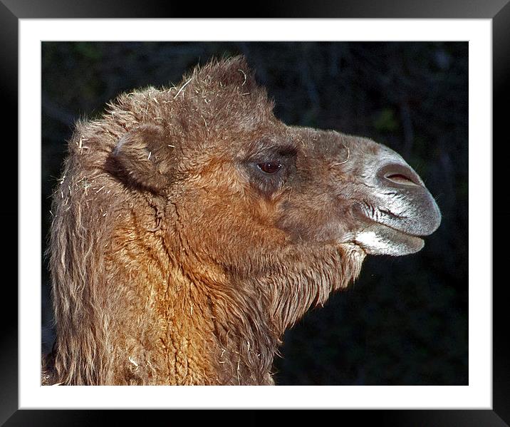 Bactrian Camel Framed Mounted Print by Geoff Storey