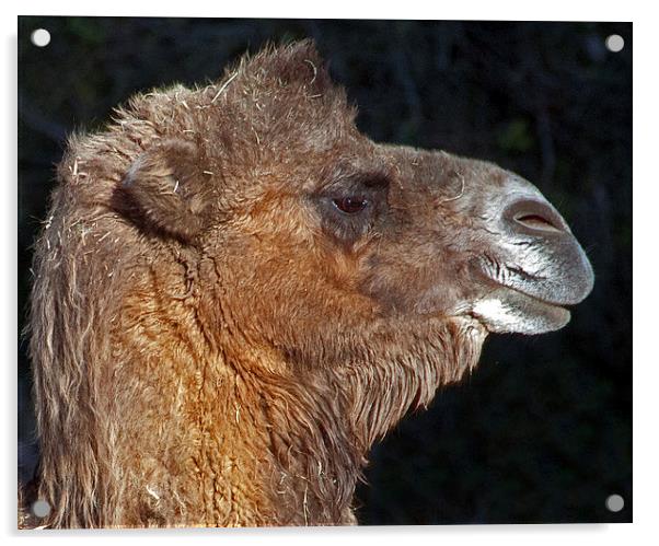 Bactrian Camel Acrylic by Geoff Storey