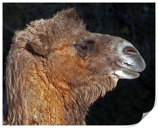 Bactrian Camel Print by Geoff Storey